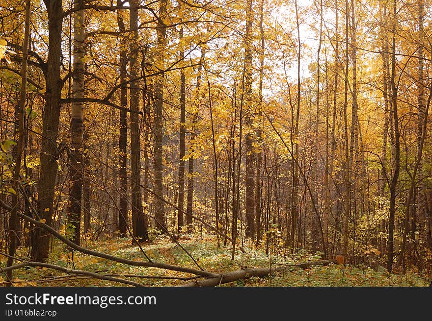 Autumn Birch Wood