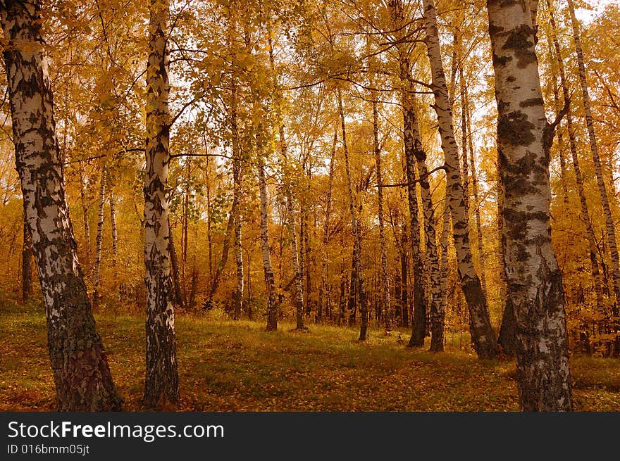 Autumn Birch Wood