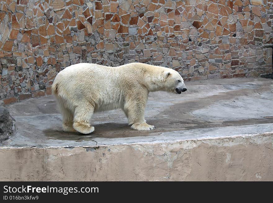 Polar bear on walk among stones in the afternoon