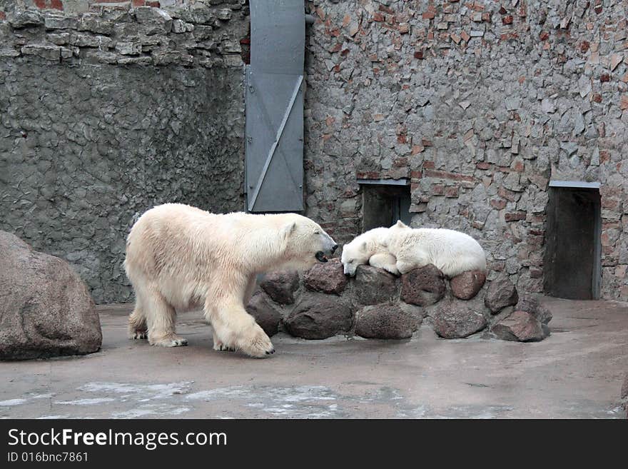 The she-bear protects the sleeping cubs in the afternoon. The she-bear protects the sleeping cubs in the afternoon