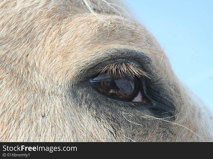 Equine eye study - Palomino horse