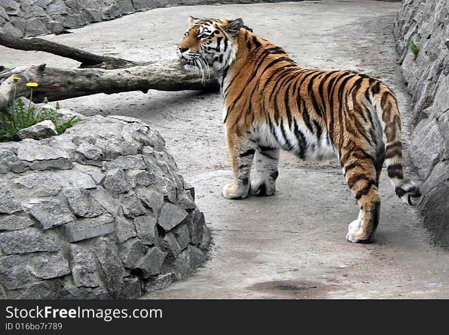 Tiger on walk among stones in the afternoon