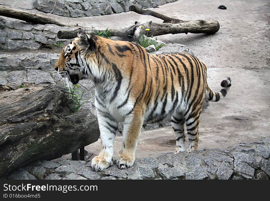 Tiger on walk among stones in the afternoon