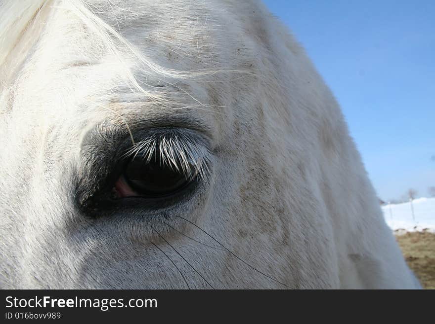 Equine eye study- white arabian, white mane and tail, with white fur (well, normally in the not dirty months) and black skin. Equine eye study- white arabian, white mane and tail, with white fur (well, normally in the not dirty months) and black skin