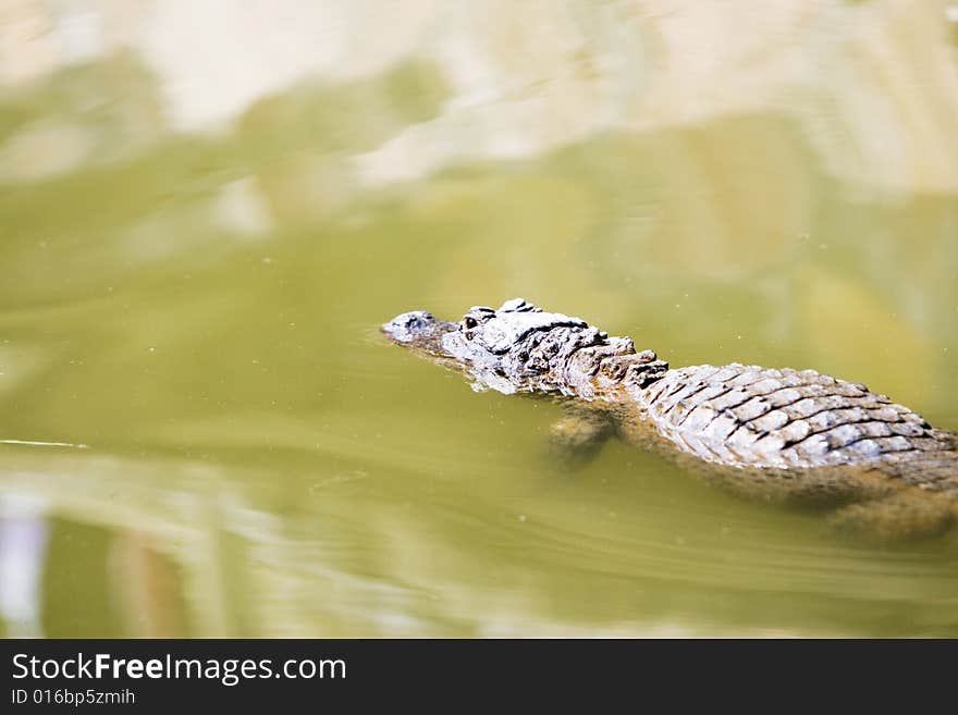 The crocodile of a zoo shanghai china.