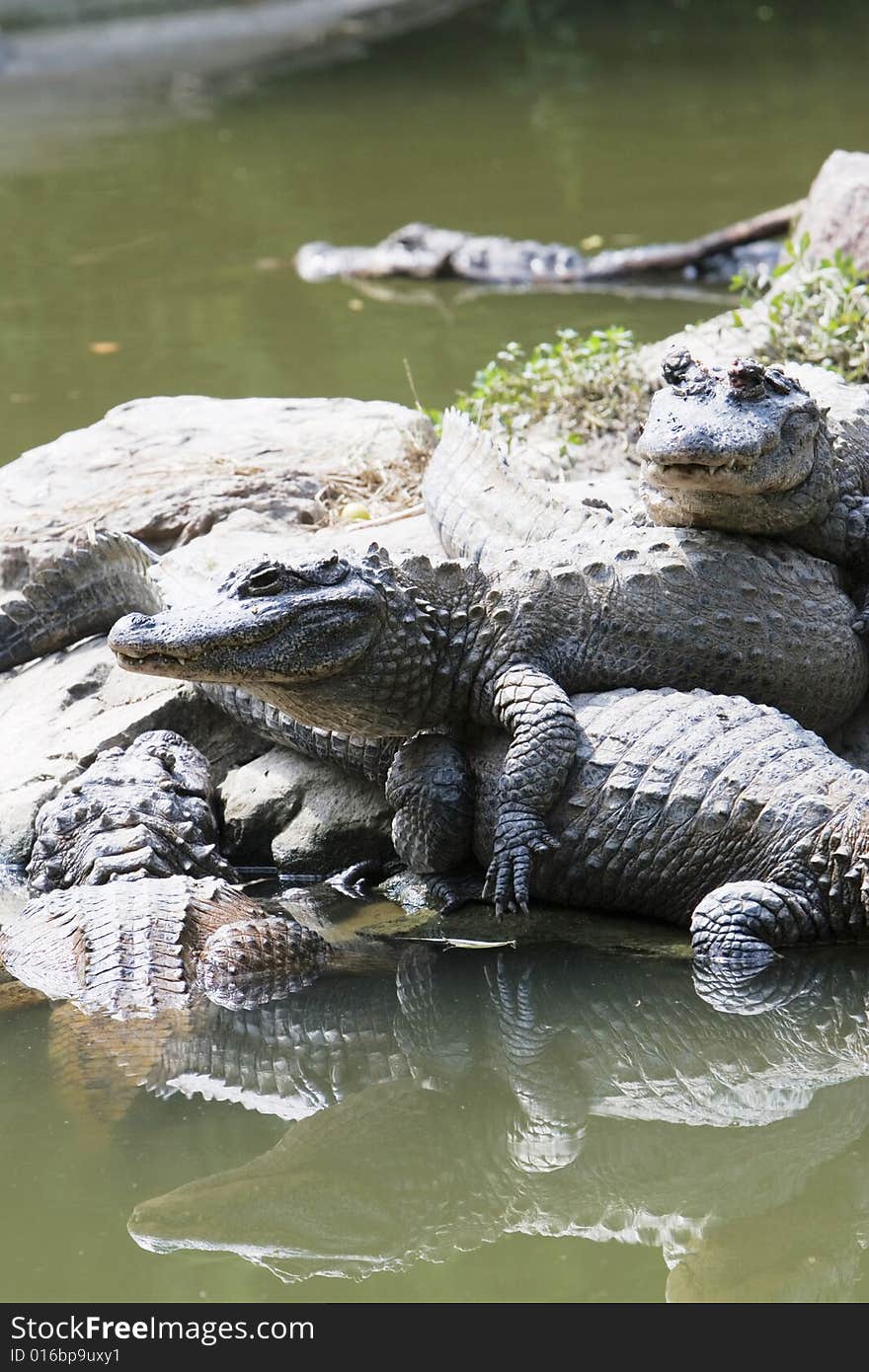 The crocodile of a zoo shanghai china.