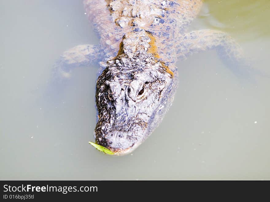 The crocodile of a zoo shanghai china.