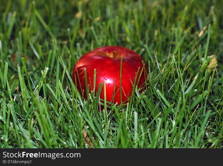 Apple on the herb