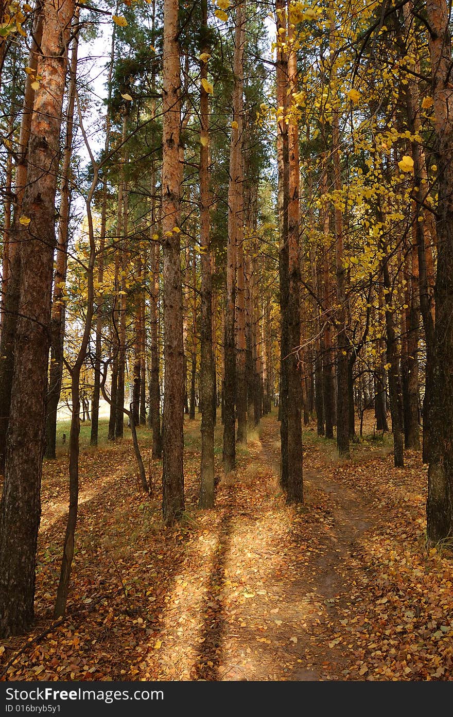 Pine forest