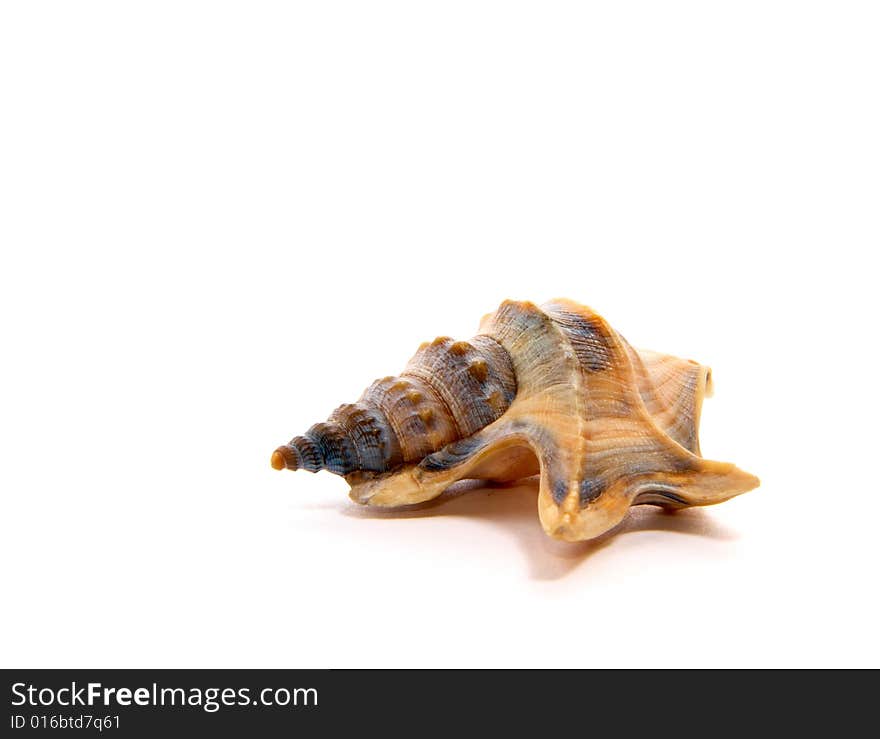 Sea unusual cockleshell on a white background