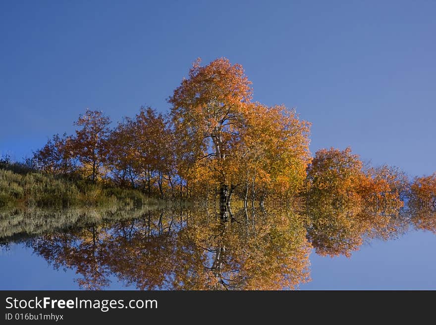 Reflections of Aspen trees in the Fall. Reflections of Aspen trees in the Fall