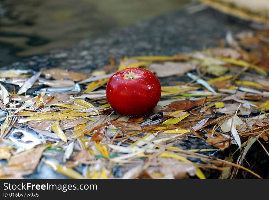 Red apple on the wet lyellow leafs. Red apple on the wet lyellow leafs.