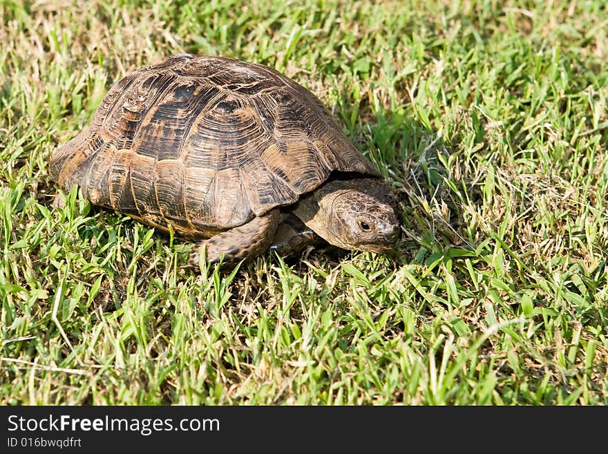 Turtle creeps on a green grass