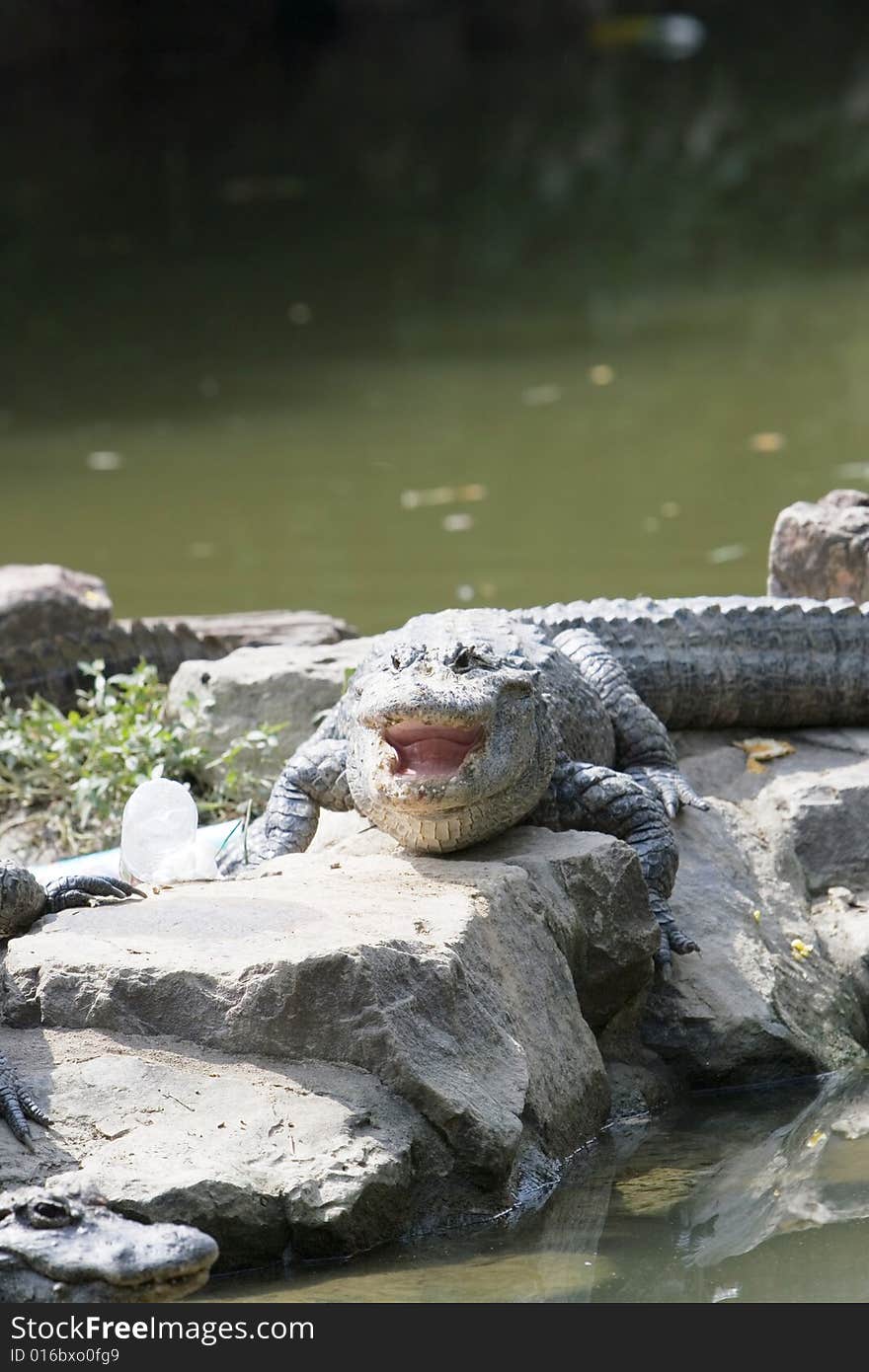 The crocodile of a zoo shanghai china.