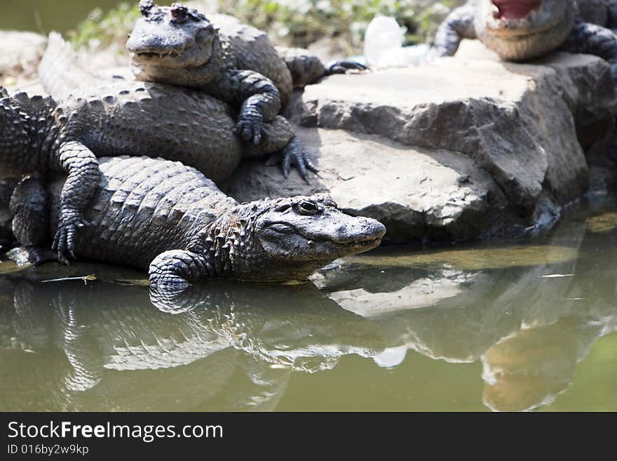 The crocodile of a zoo shanghai china.