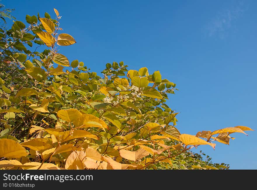 Beautiful golden colors of autumn. Beautiful golden colors of autumn