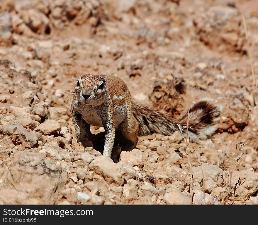 A Ground Squirrel in the Kalahari Desert, South Africa. A Ground Squirrel in the Kalahari Desert, South Africa