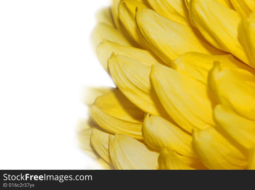 Yellow flower on a white background. Yellow flower on a white background