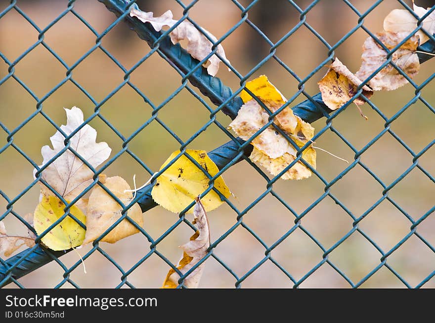 Metal net fence with leaves hanging on it