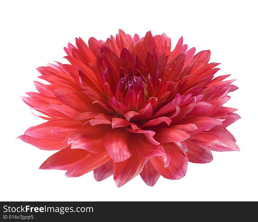 Red dahlia on white background