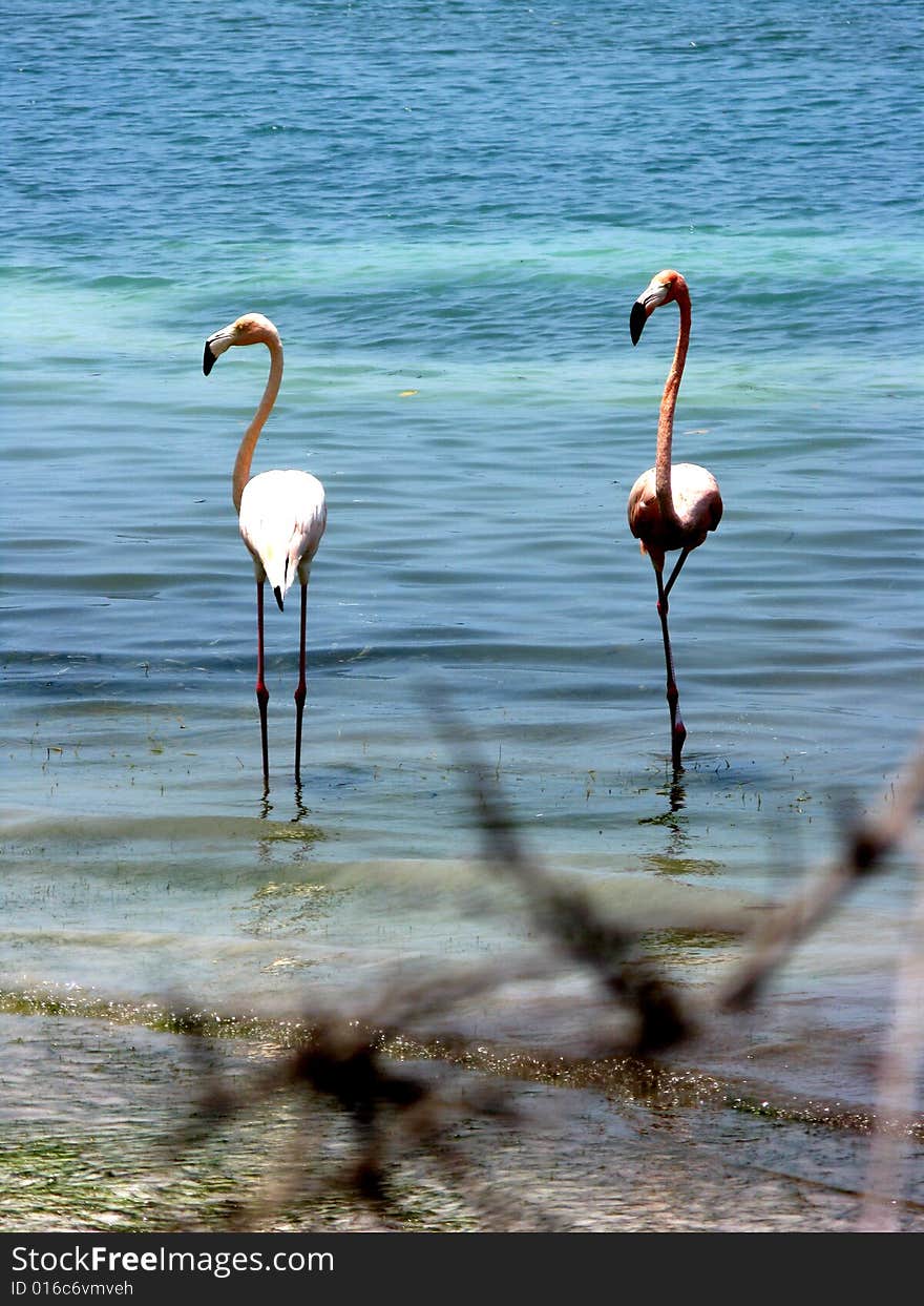 Pink Flamingo