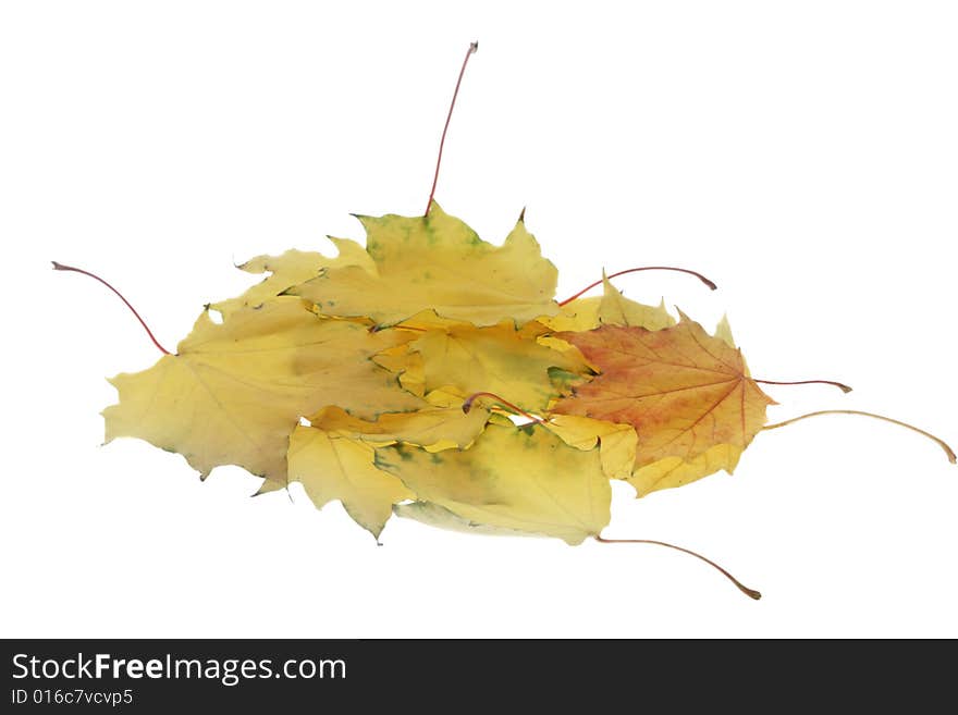 The fallen down maple yellow leaves. The fallen down maple yellow leaves