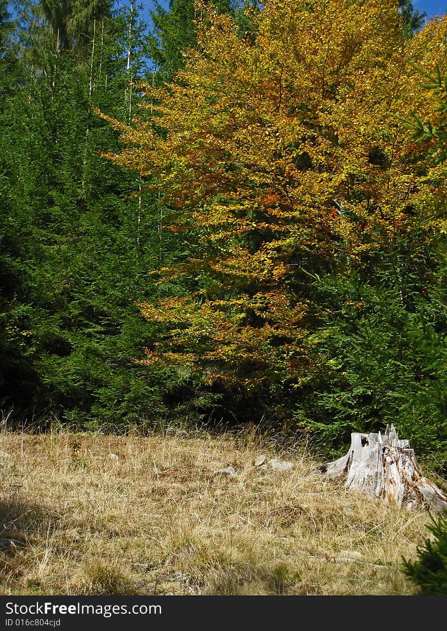 Passing from summer to autumn. Passing from summer to autumn