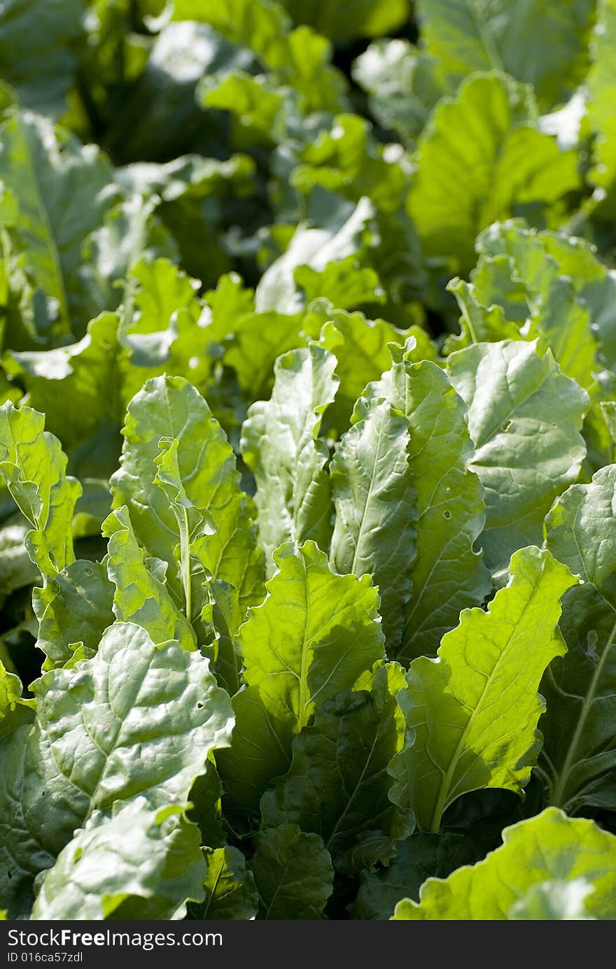 Green crops in autumn time