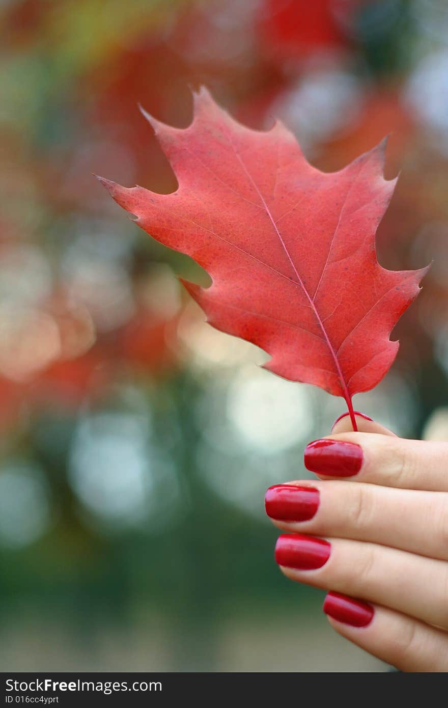 Red autumn leave in a hand