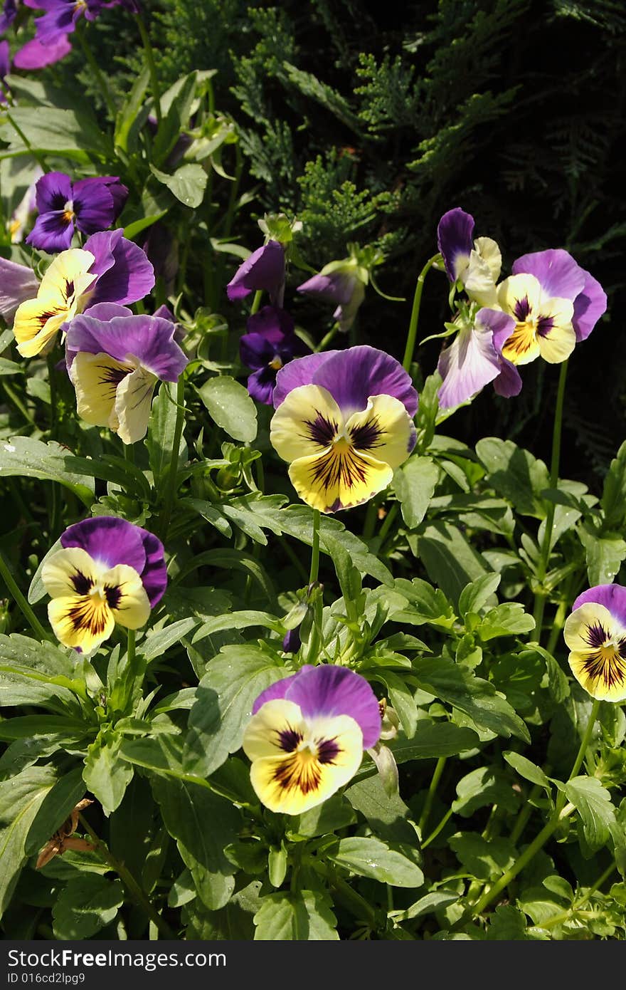 Pansies