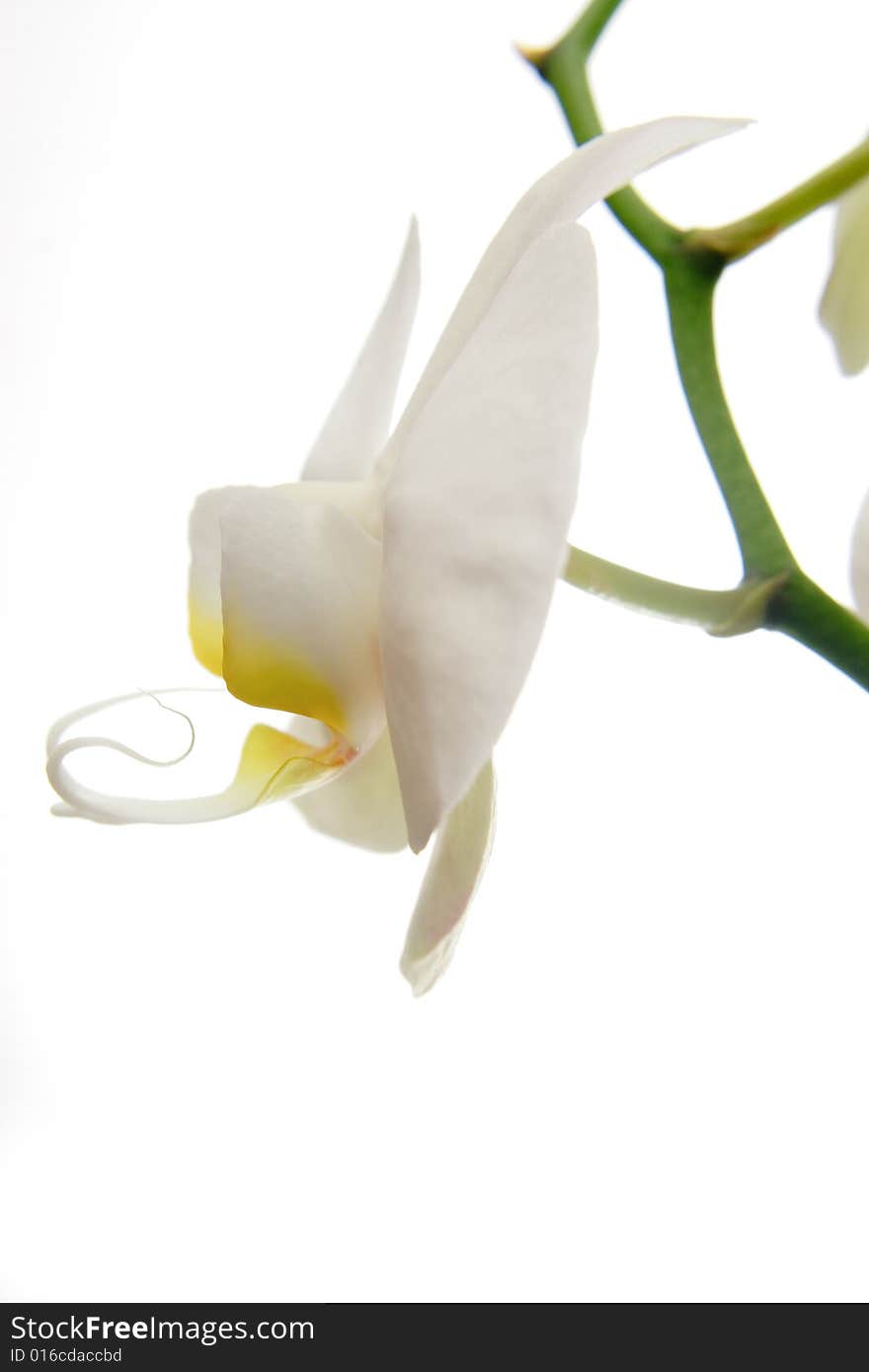 White phal on the neutral background. White phal on the neutral background