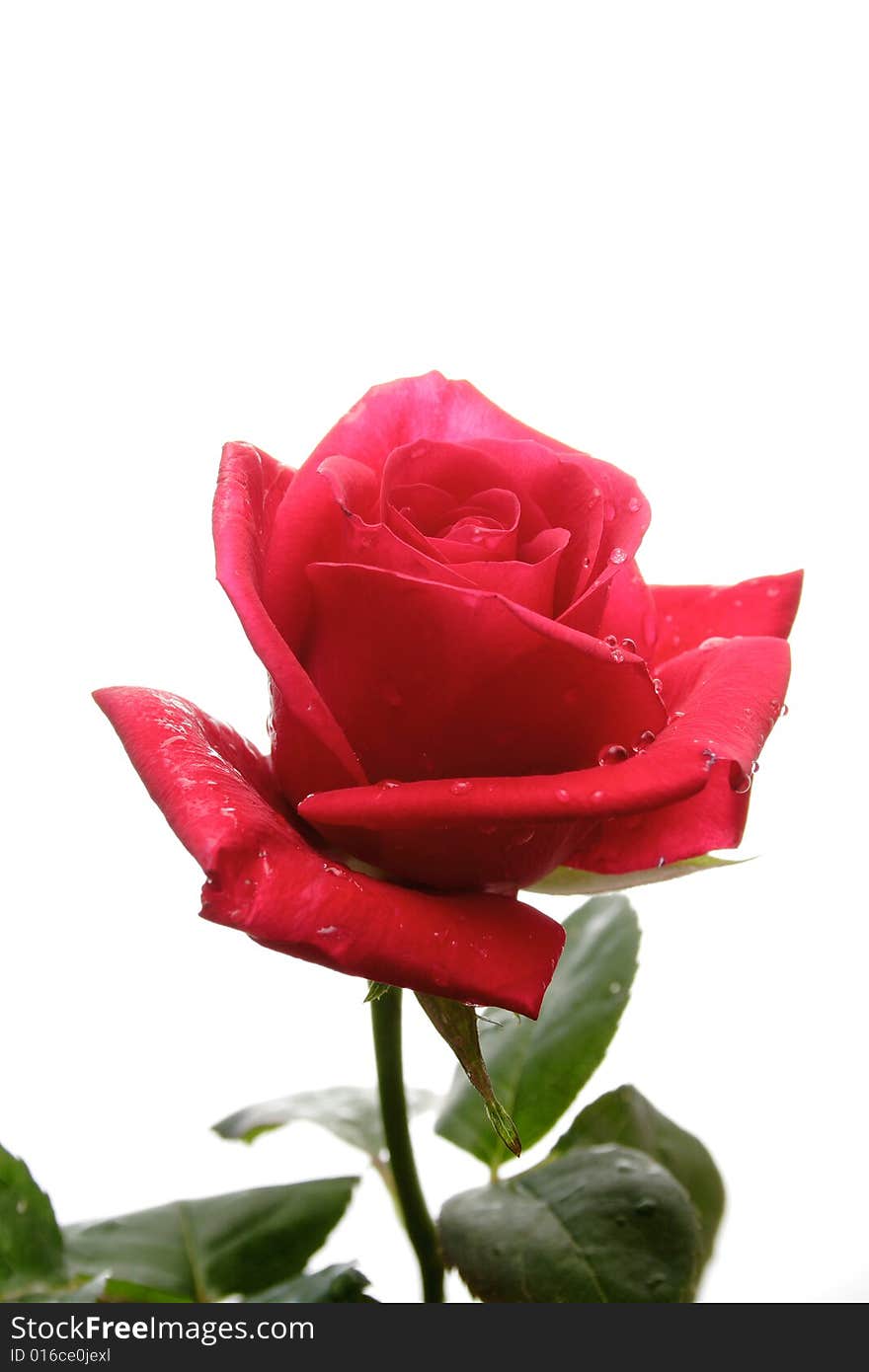 Red rose on rhe white background