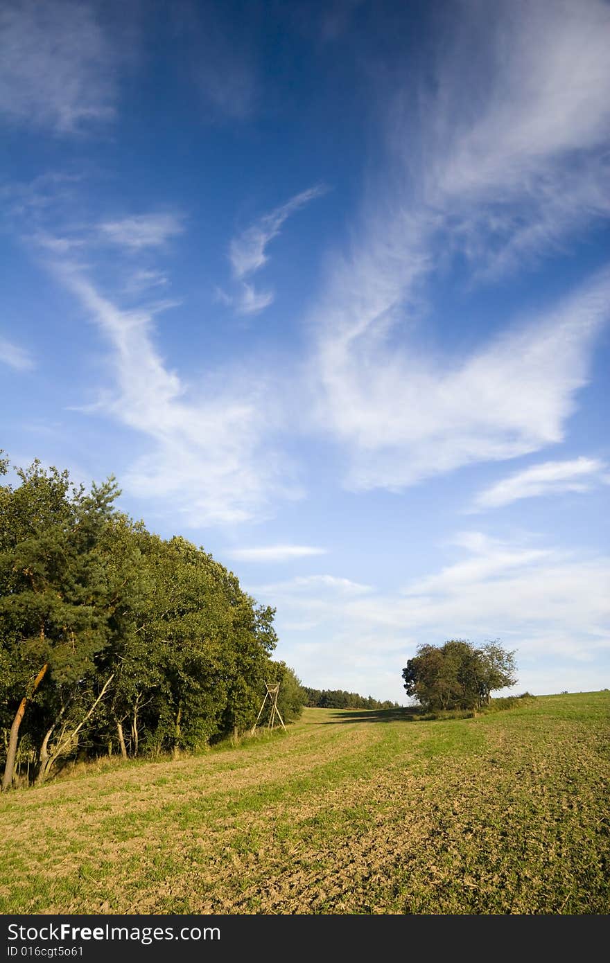 Trees on evening in Autumn Landscape