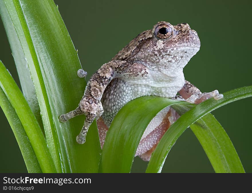 Gray tree frog on green plant