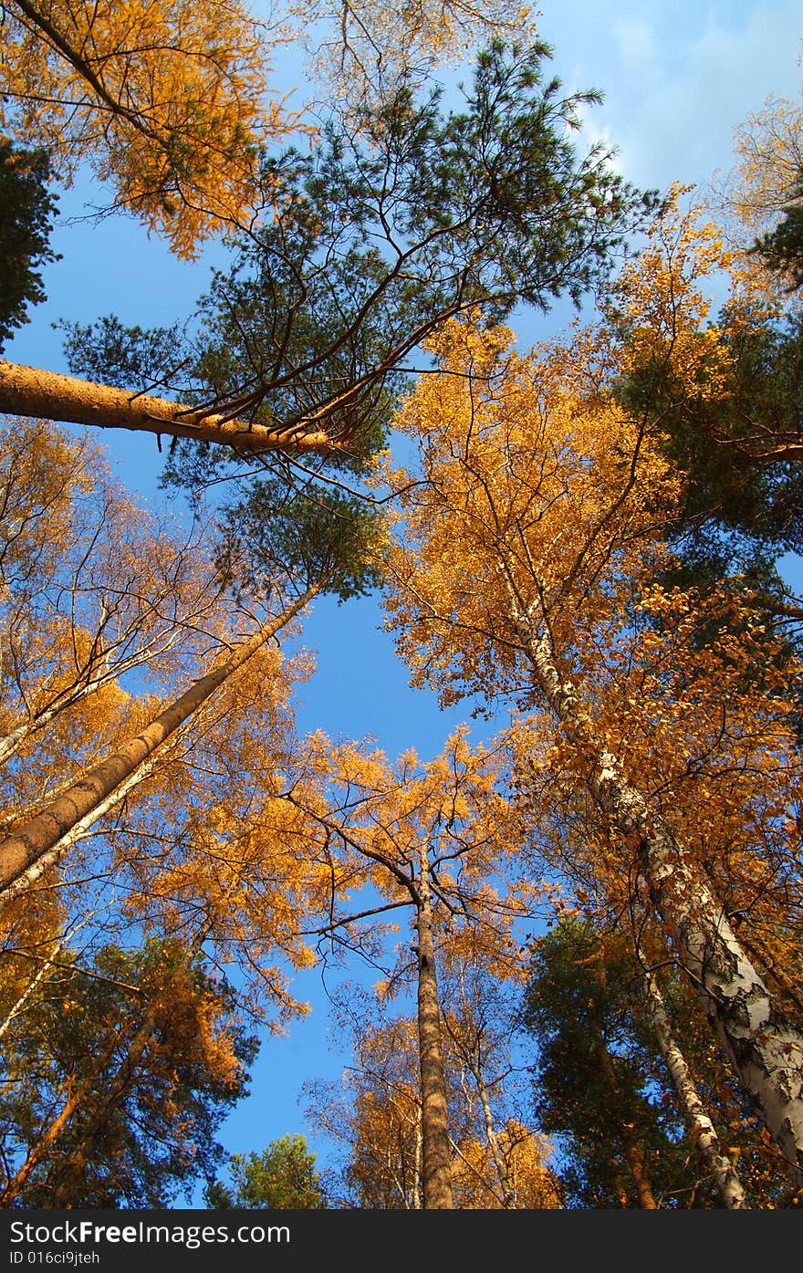 Autumn trees vertical