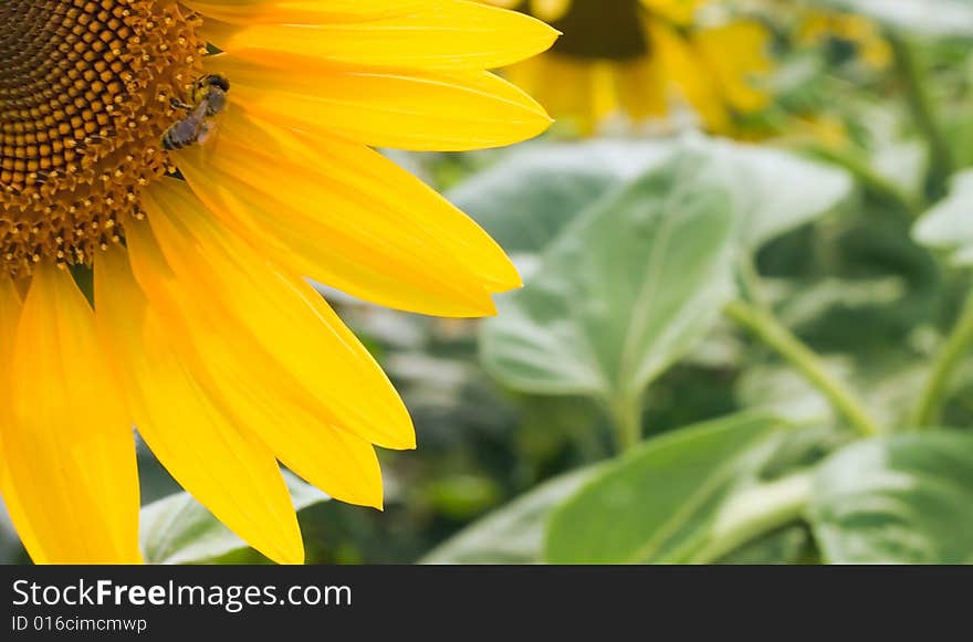 Sunflower background for your design