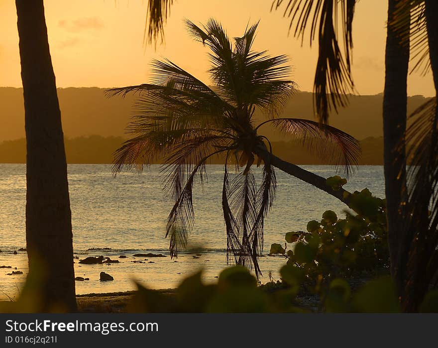 Tropical decline with a palm tree and the sea. Tropical decline with a palm tree and the sea