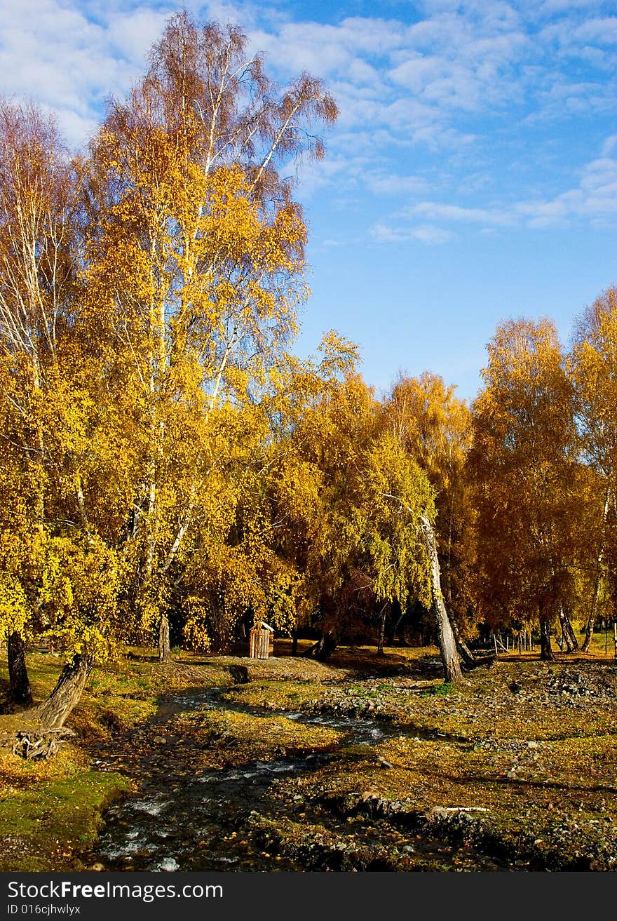 Colorful fall forest with yellow and red leaves,china