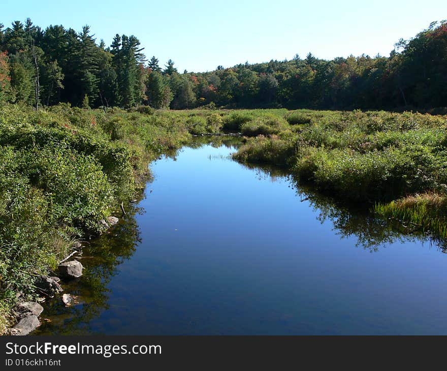 Quiet Forest Creek