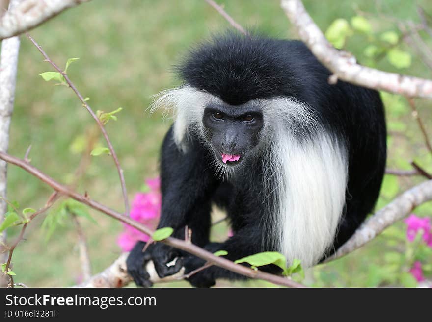 Wildlife - monkey in Kenya - Africa