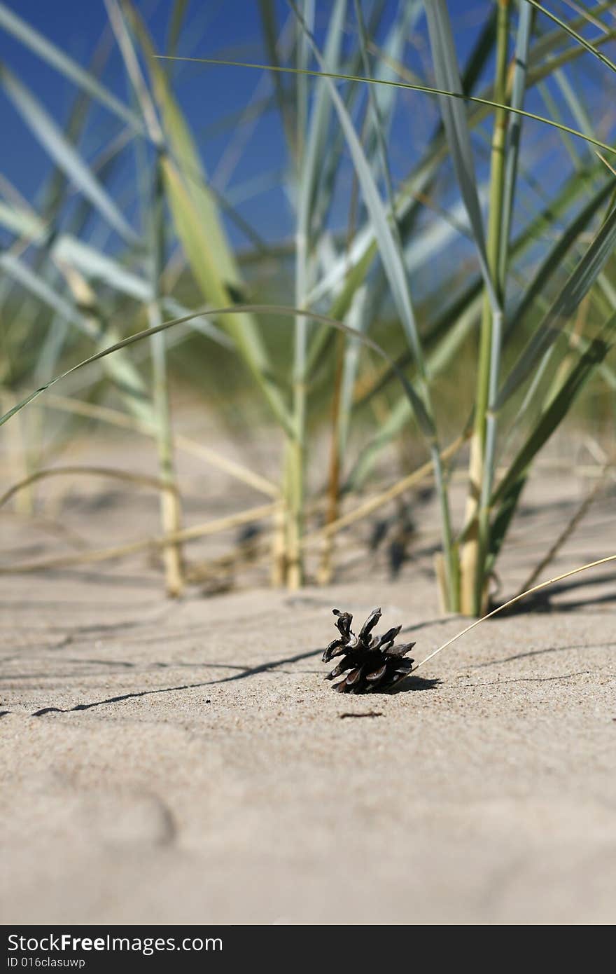 One pine cone on sand with shallow dof