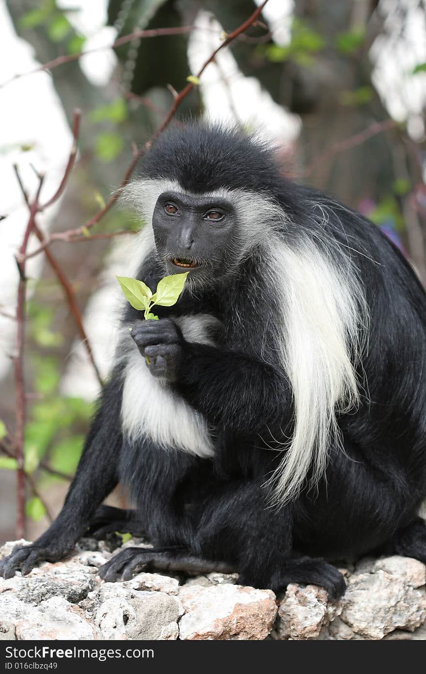 Black and white monkey in Africa. Black and white monkey in Africa