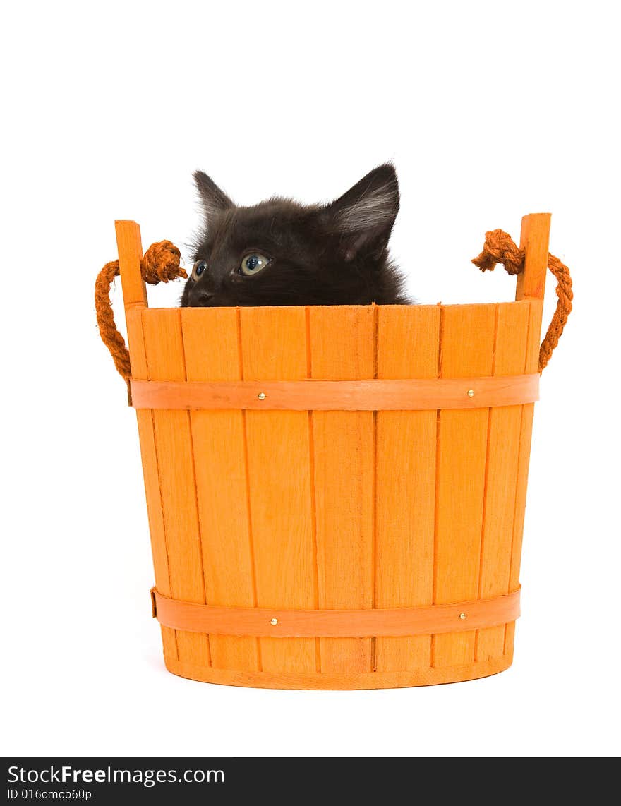 Kitten and orange barrel