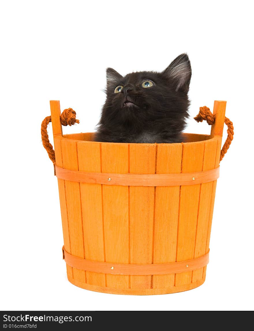 A black kitten inside of an orange barrel used for halloween decorations. A black kitten inside of an orange barrel used for halloween decorations