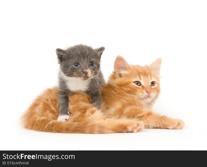 Two kittens , one which is only a few weeks old, sitting on a white background. Two kittens , one which is only a few weeks old, sitting on a white background