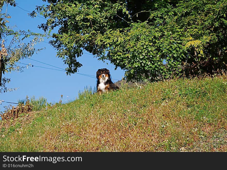 Beautiful dog in the hill