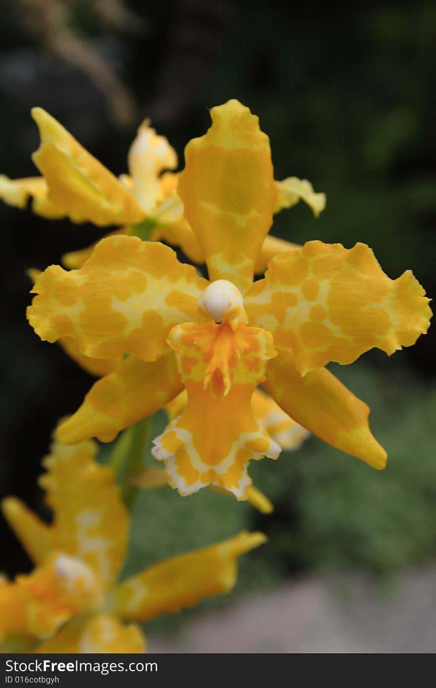 Yellow orchid in the garden