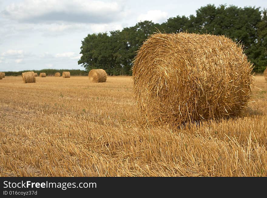 Hay bales in harvested field