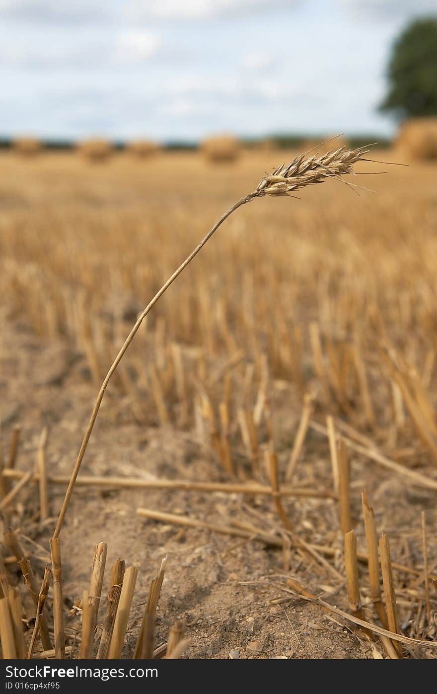 Ear of wheat in harvested field