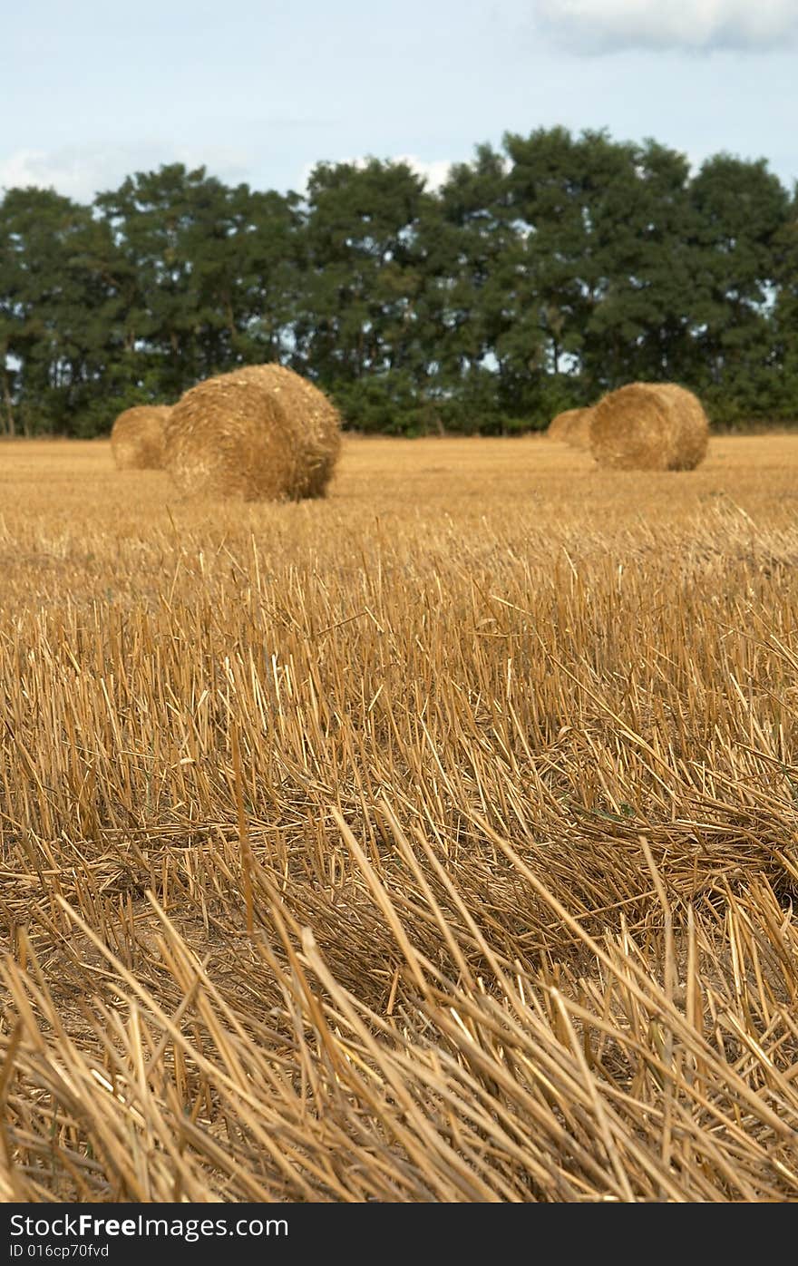 Hay bales in harvested field